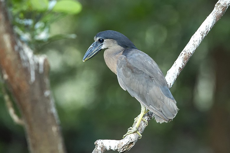 Boat-billed Heron - ML638265265