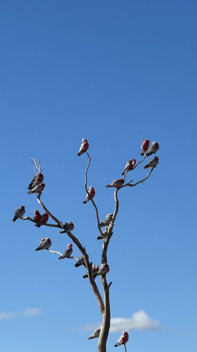 Galah - ML638265274