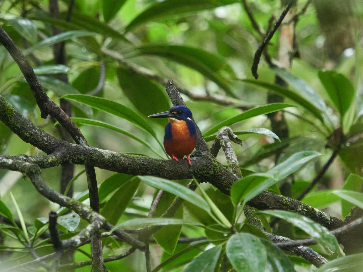 Azure Kingfisher - ML638265284