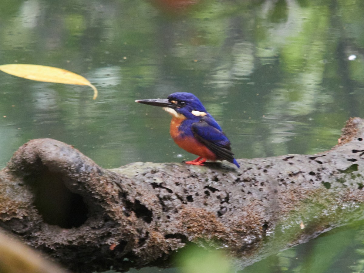 Azure Kingfisher - ML638265285