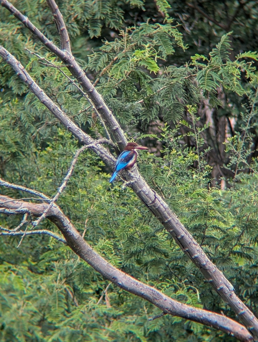 White-throated Kingfisher - ML638265295