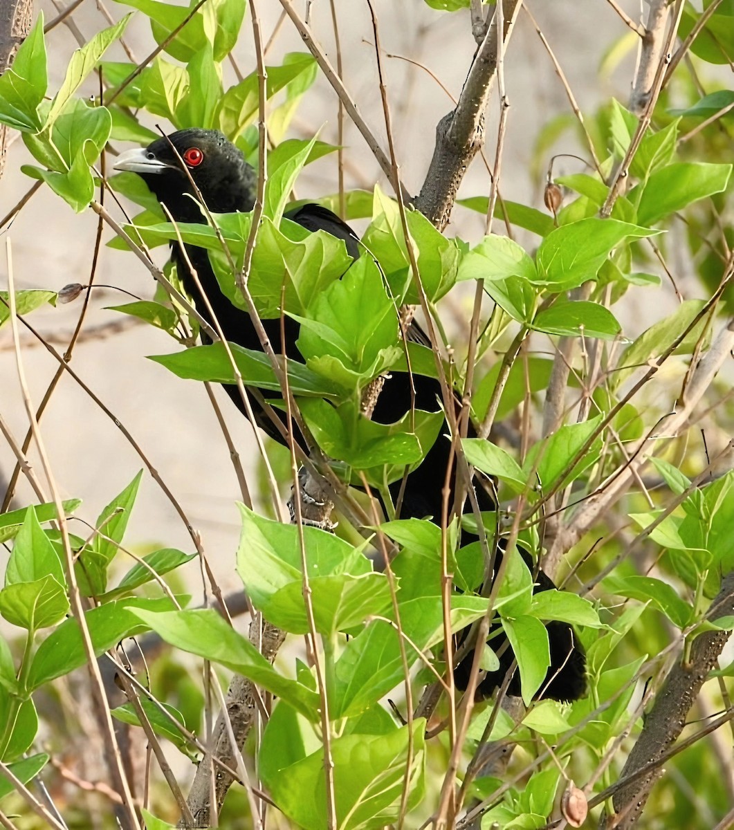 kukačka koel - ML638265297