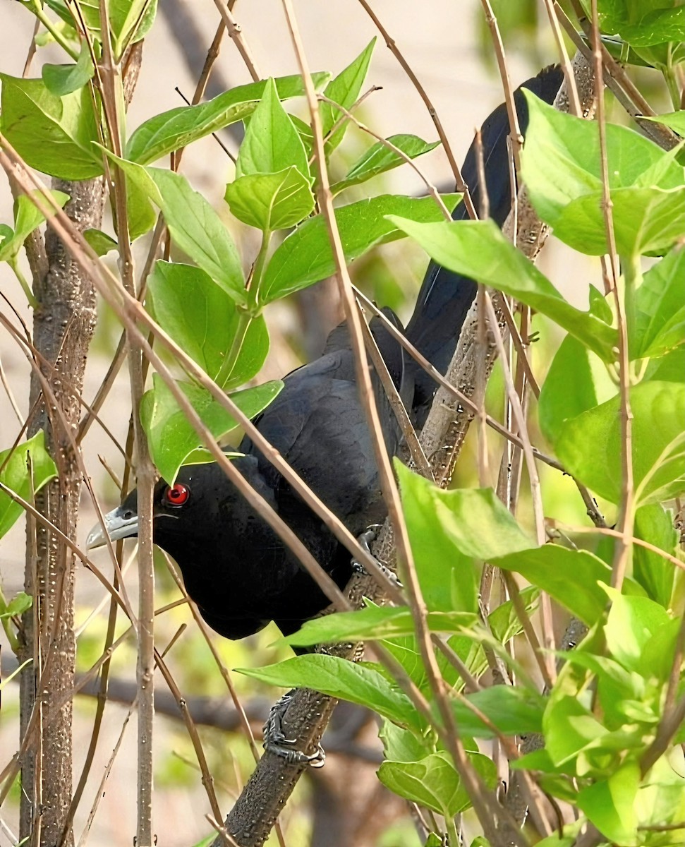 kukačka koel - ML638265298