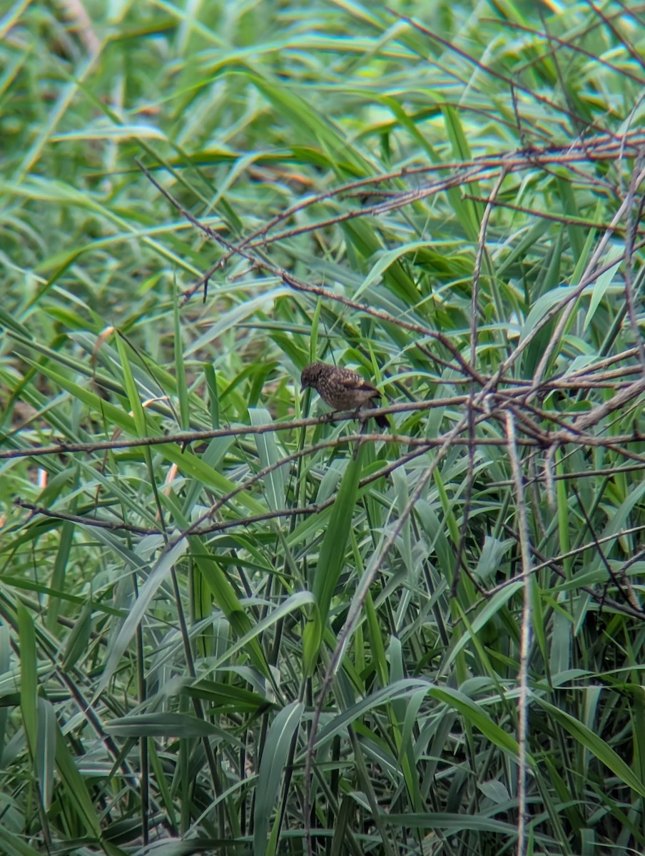Pied Bushchat - ML638265301