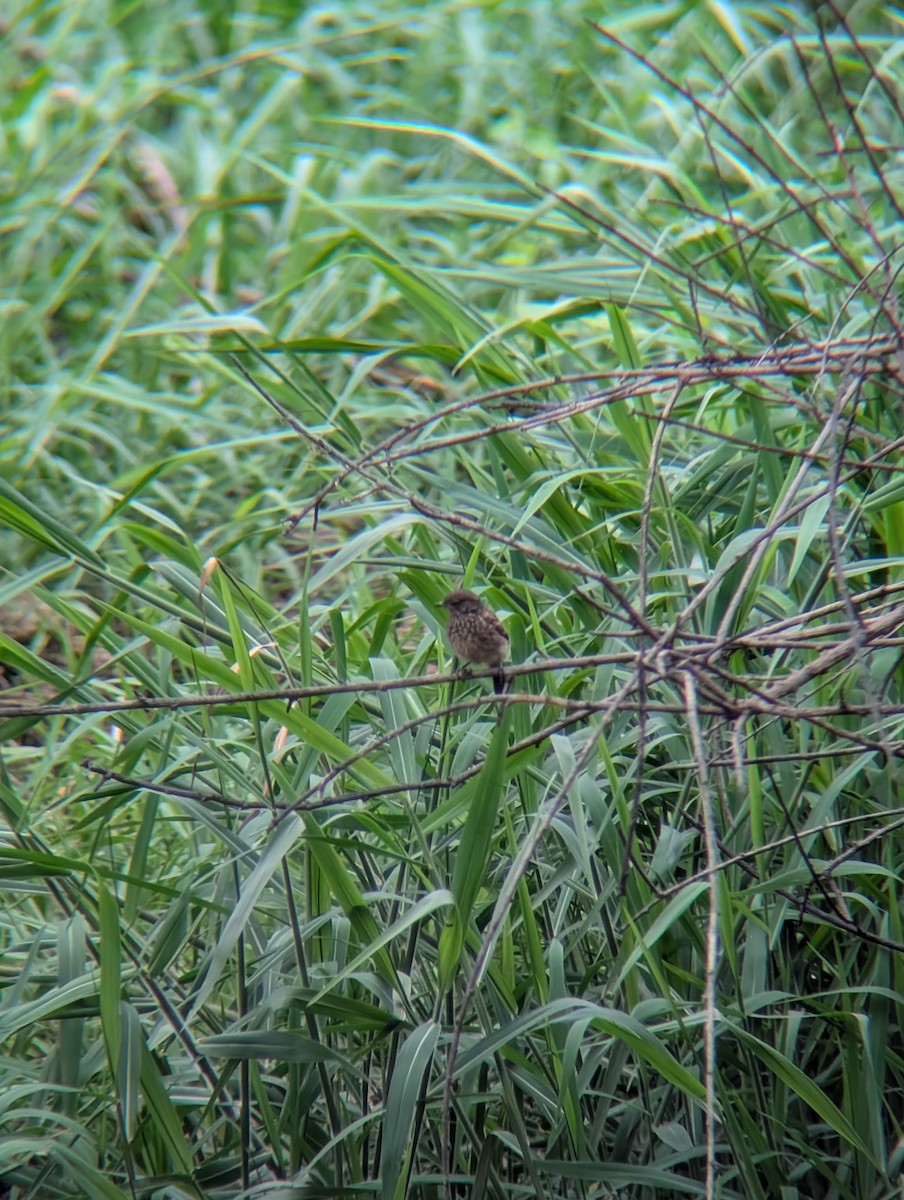 Pied Bushchat - ML638265302