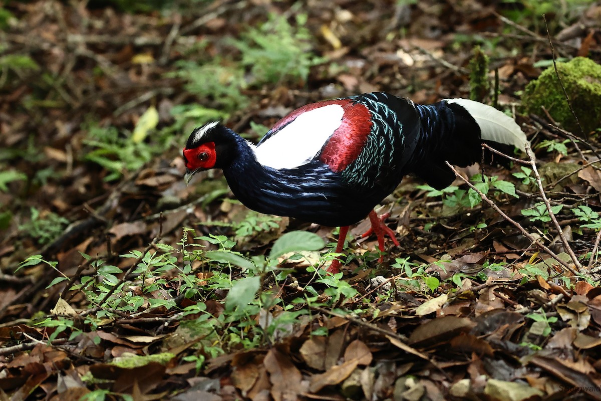 Swinhoe's Pheasant - ML638265303