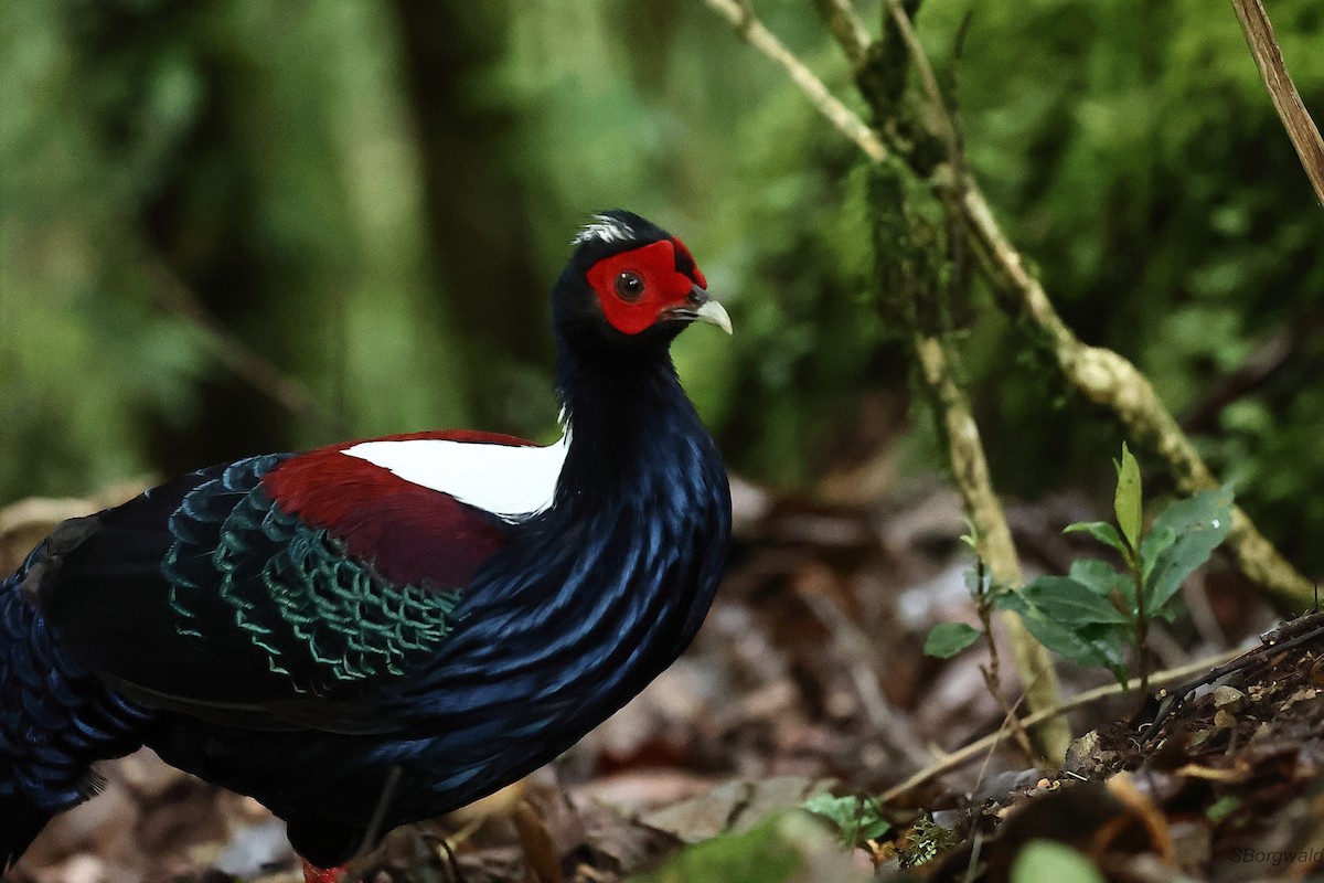 Swinhoe's Pheasant - ML638265304