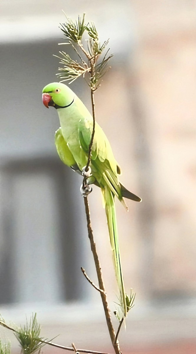 Rose-ringed Parakeet - ML638265314