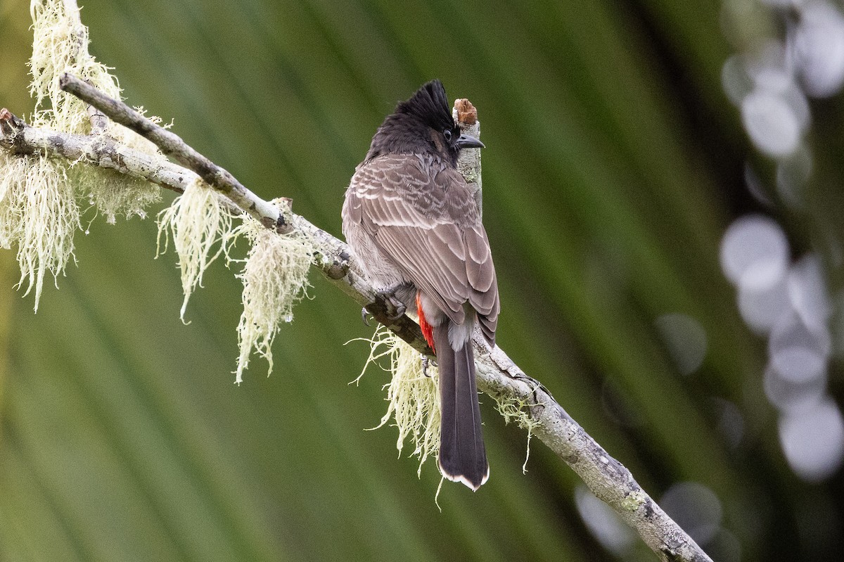 Red-vented Bulbul - ML638265316