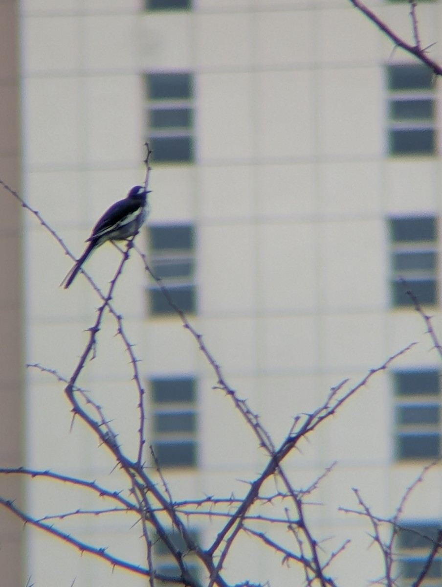White-browed Wagtail - ML638265321