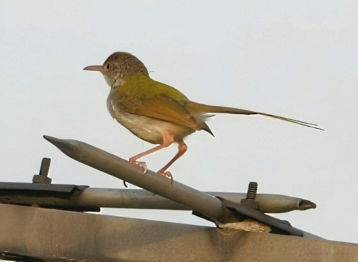 Common Tailorbird - ML638265322