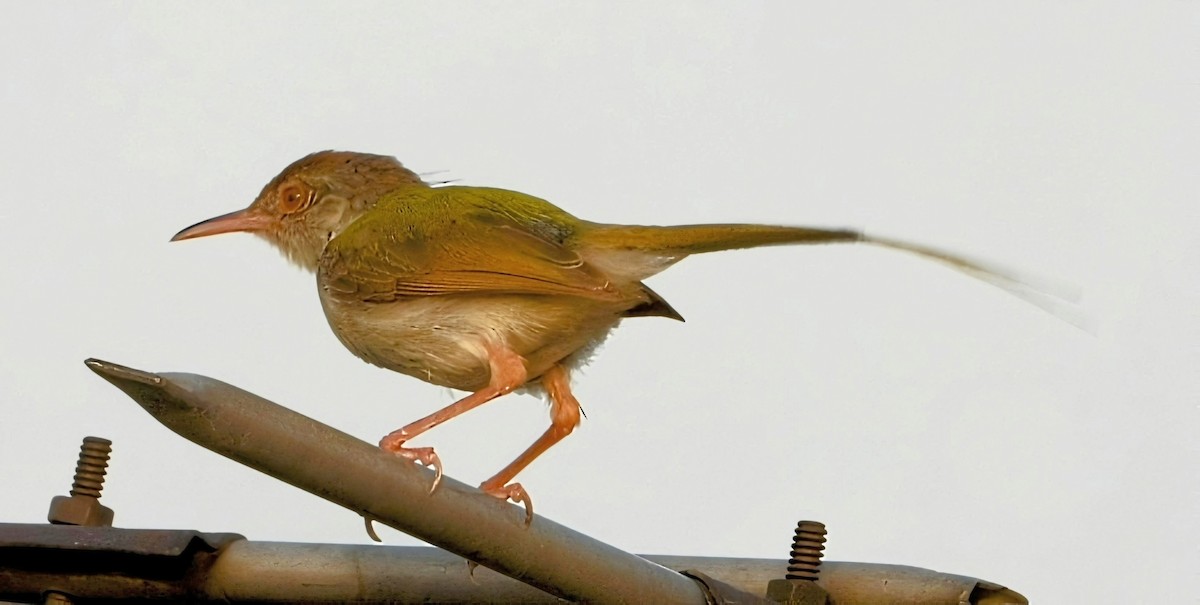 Common Tailorbird - ML638265323