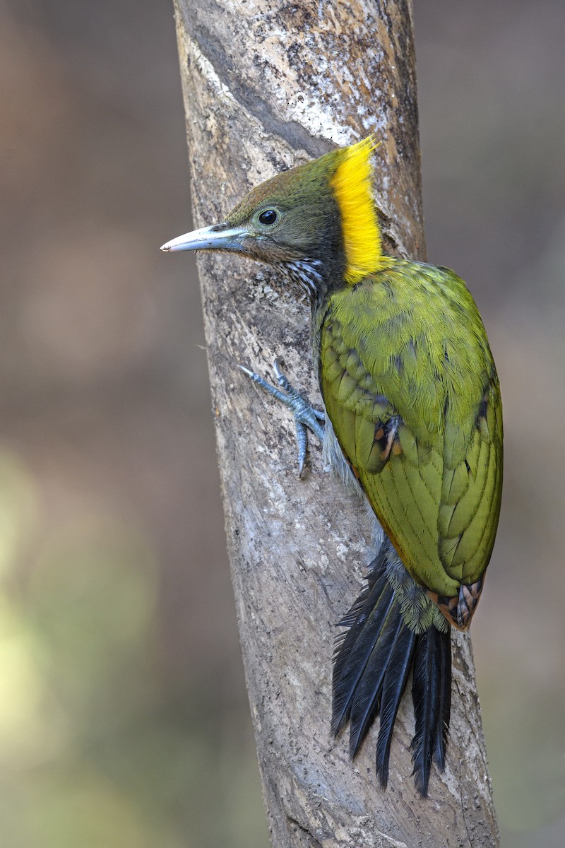 Greater Yellownape - ML638265331