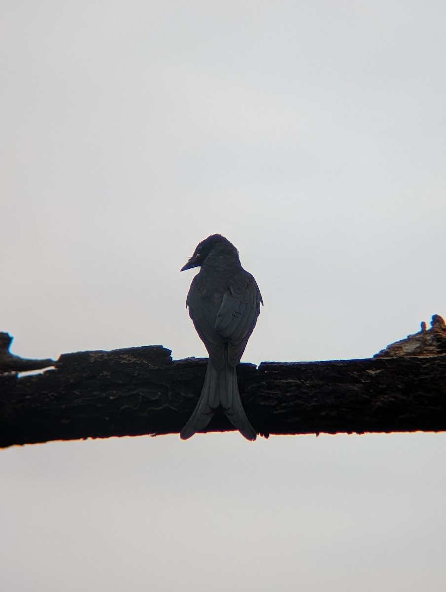 Black Drongo - ML638265360