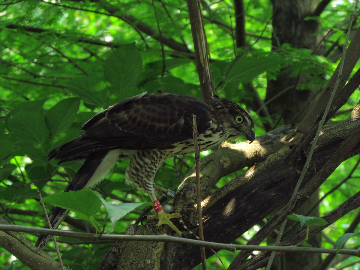 Crested Goshawk - ML638265364