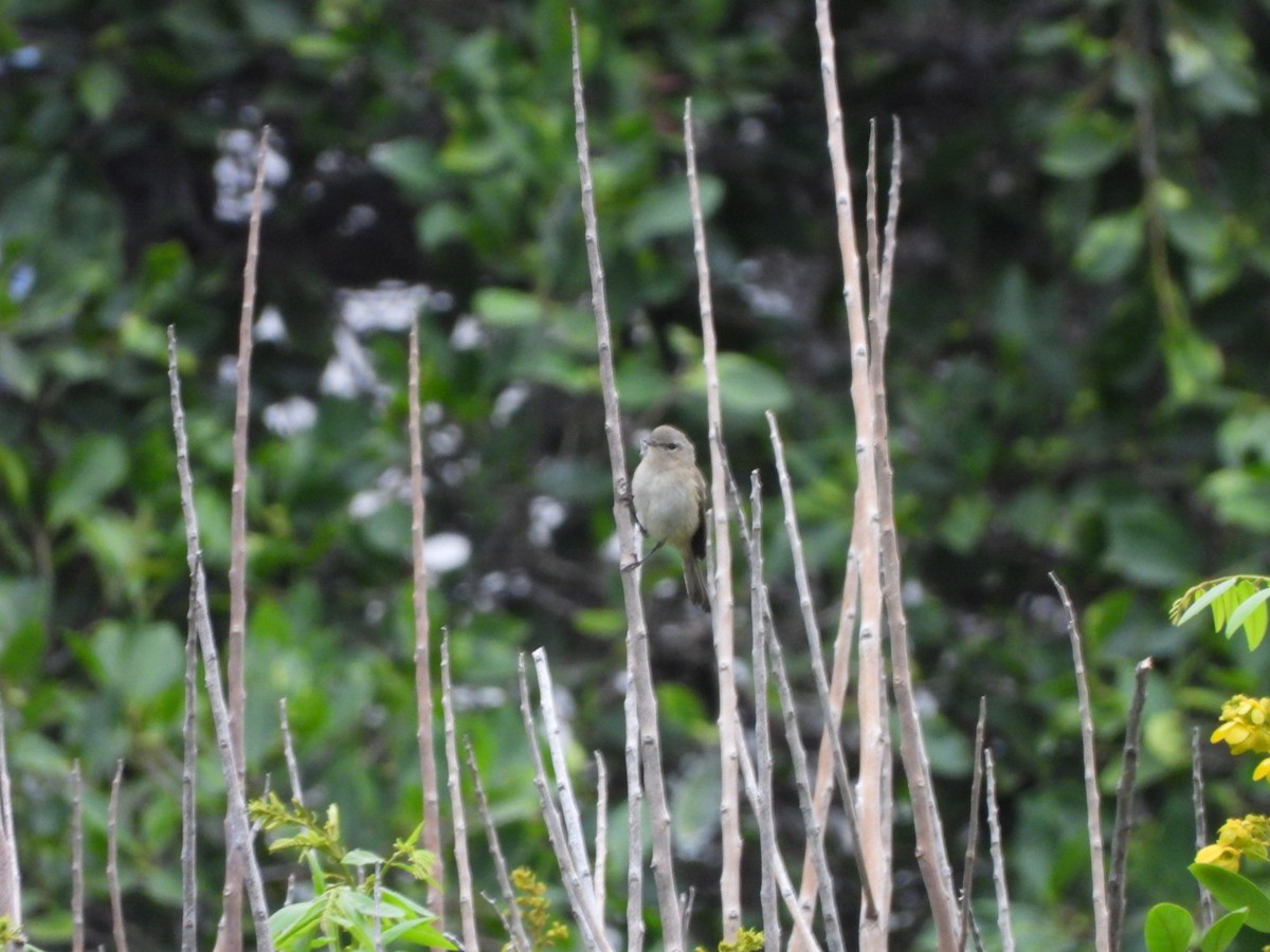 Canary Islands Chiffchaff - ML638265375