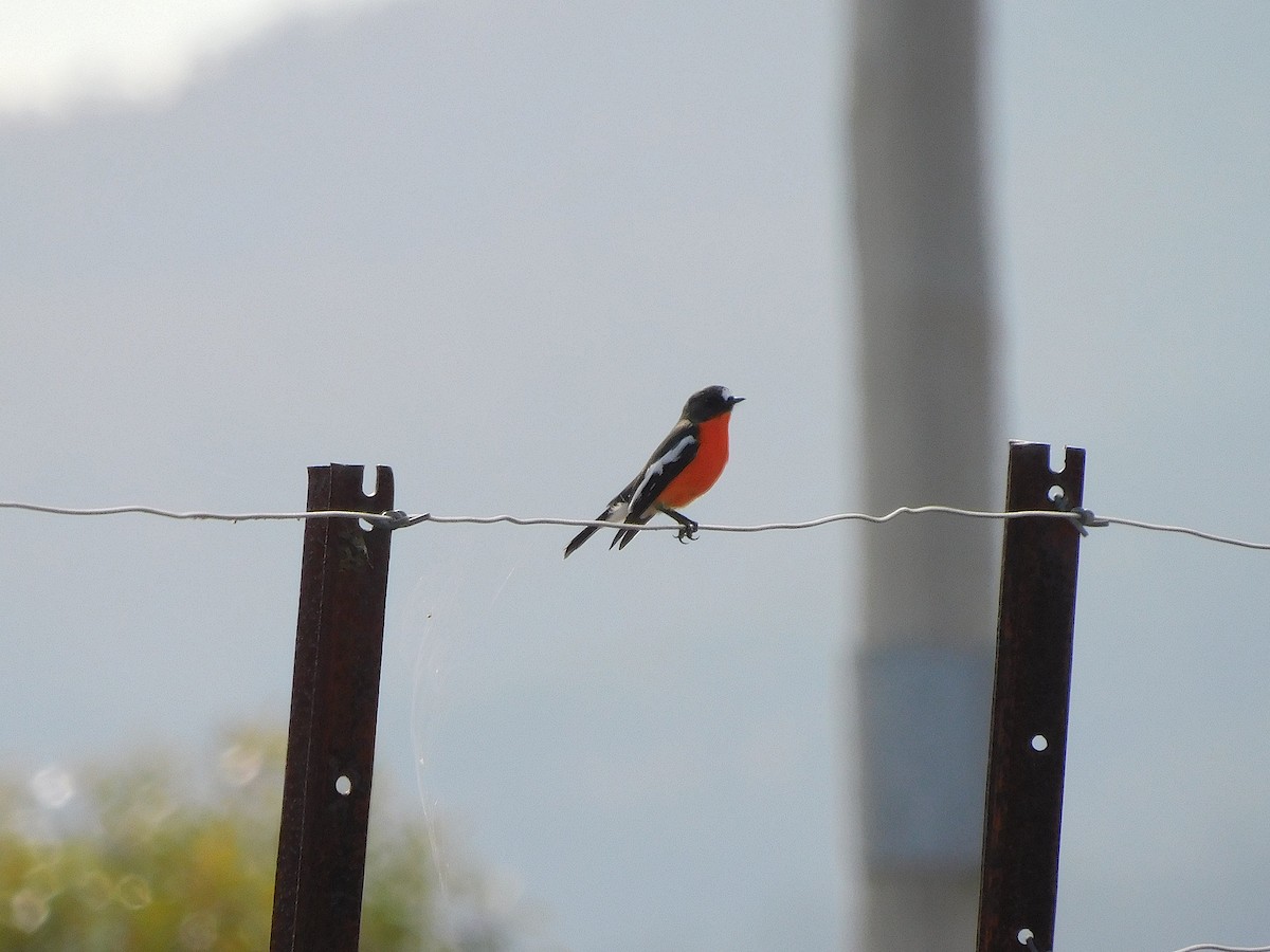 Flame Robin - ML638265383