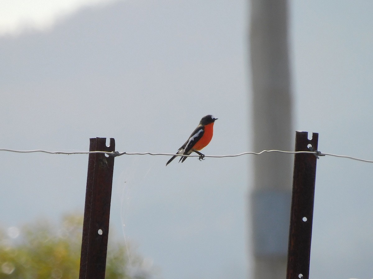 Flame Robin - ML638265384