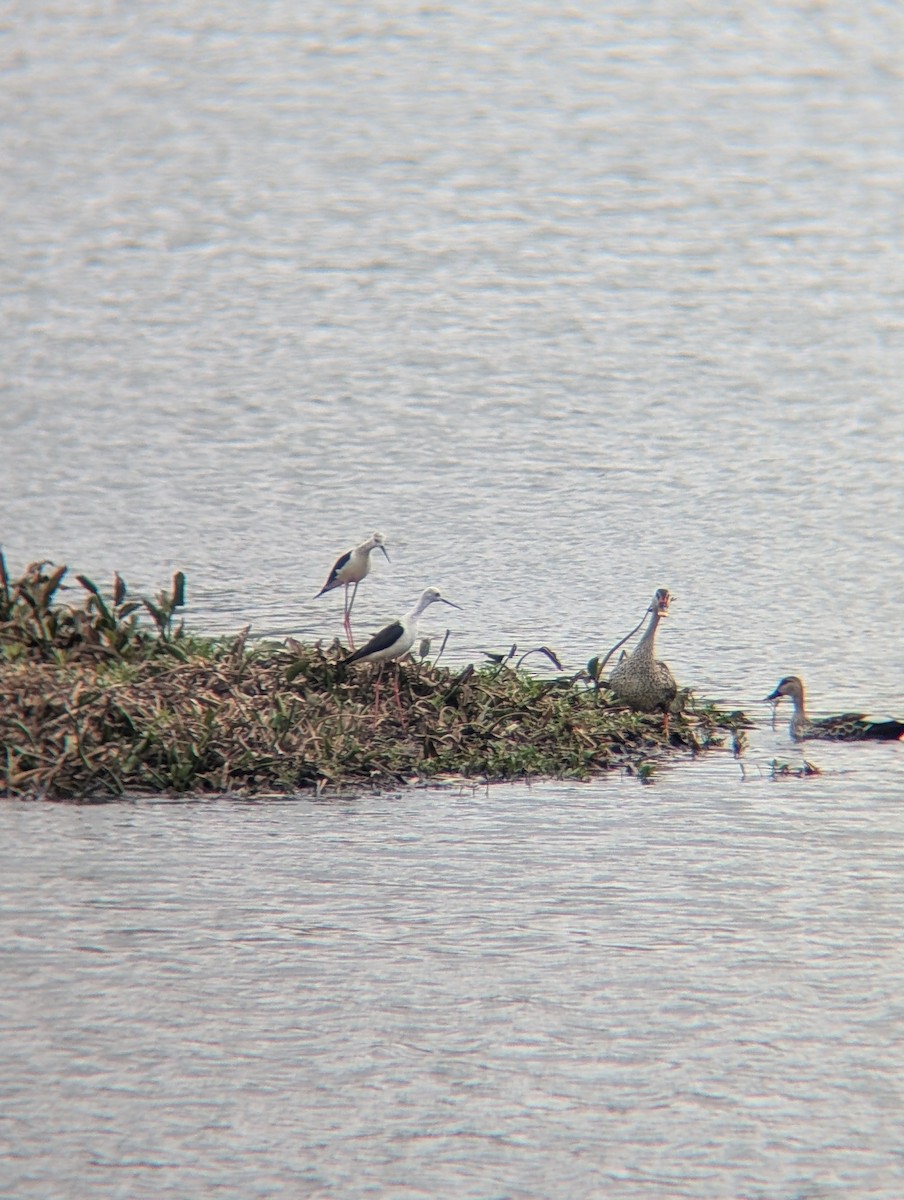 Black-winged Stilt - ML638265388