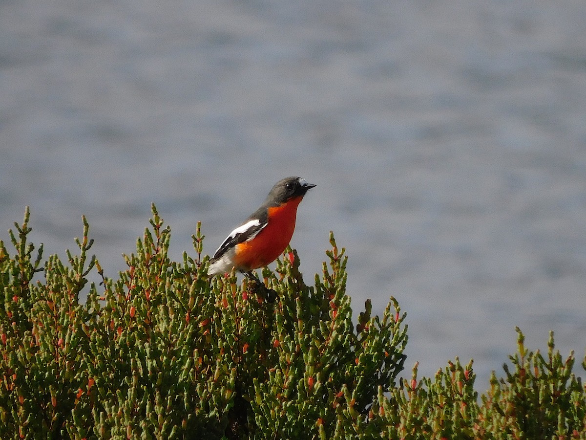 Flame Robin - ML638265393