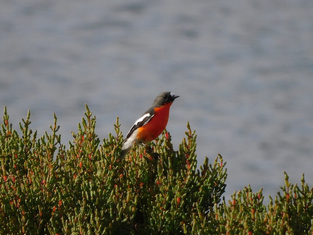 Flame Robin - ML638265394
