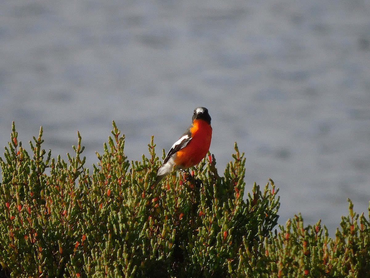Flame Robin - ML638265395