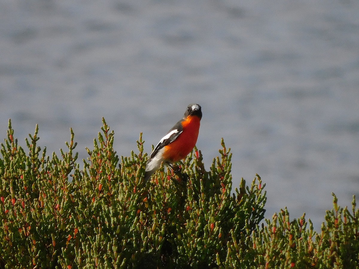 Flame Robin - ML638265396
