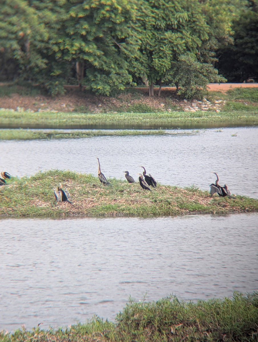 Oriental Darter - ML638265398