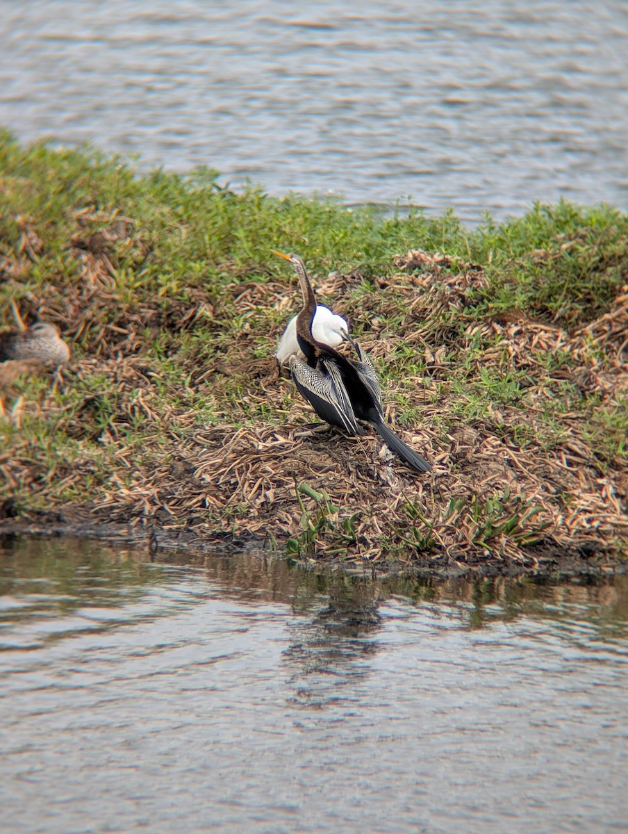Oriental Darter - ML638265399