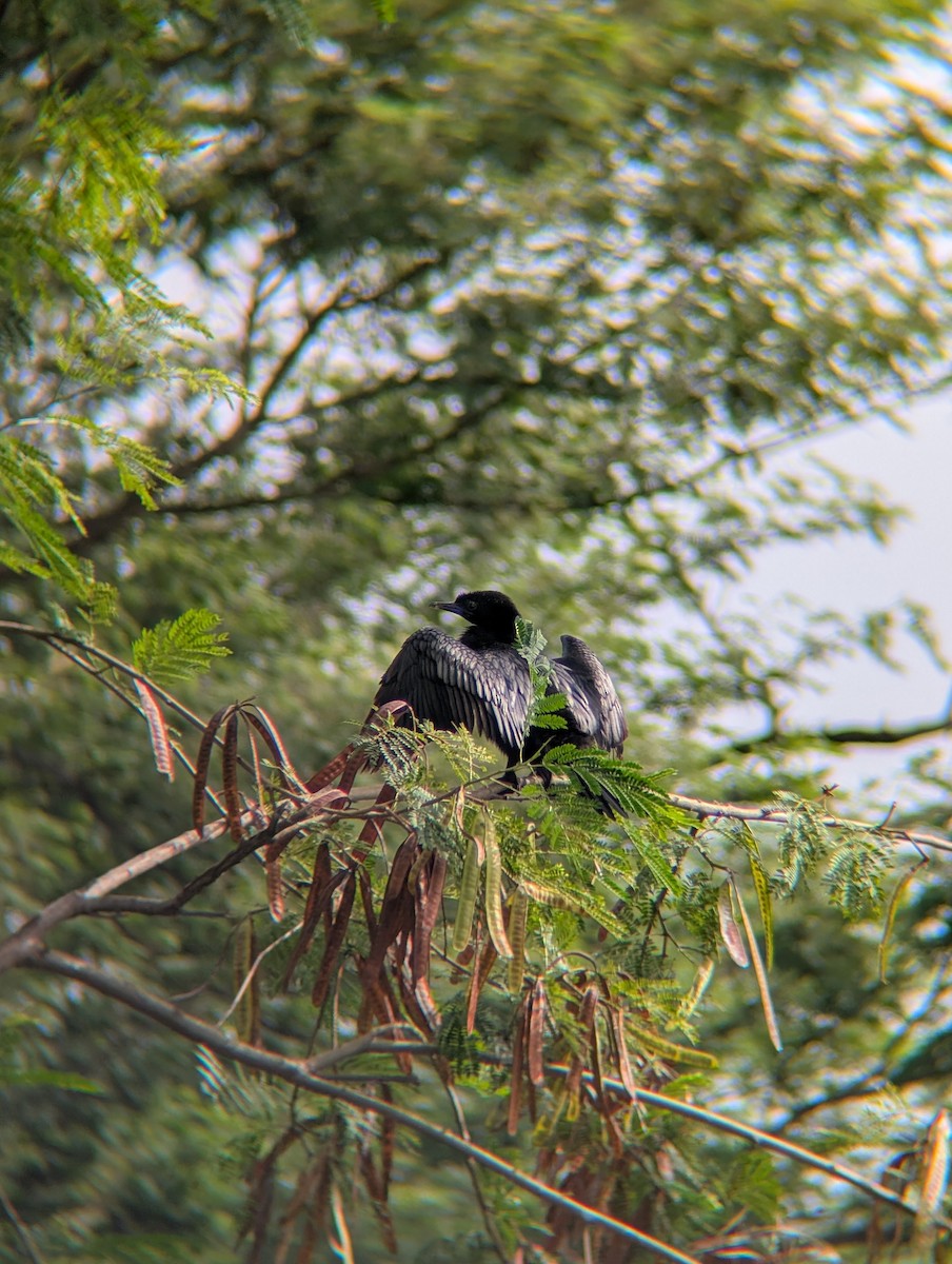Little Cormorant - ML638265414