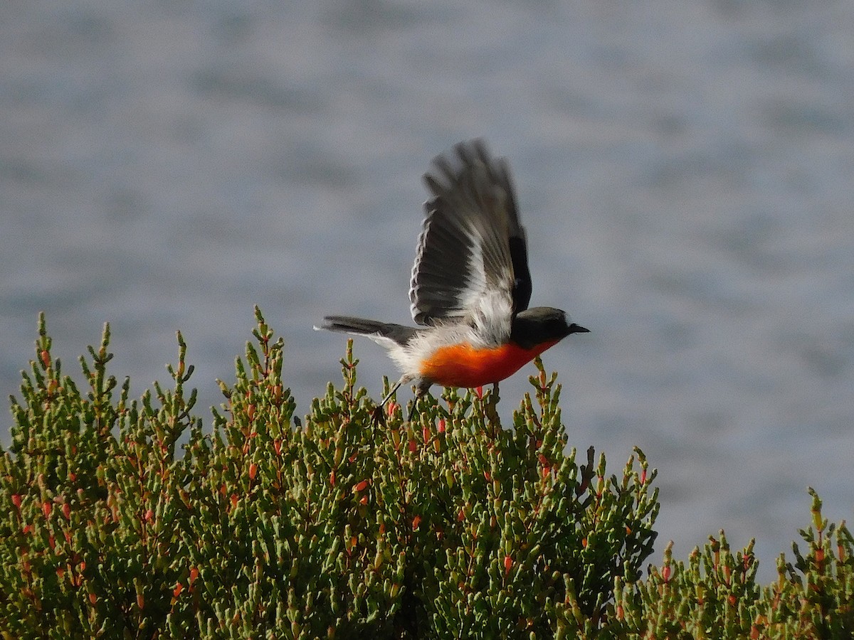 Flame Robin - ML638265416