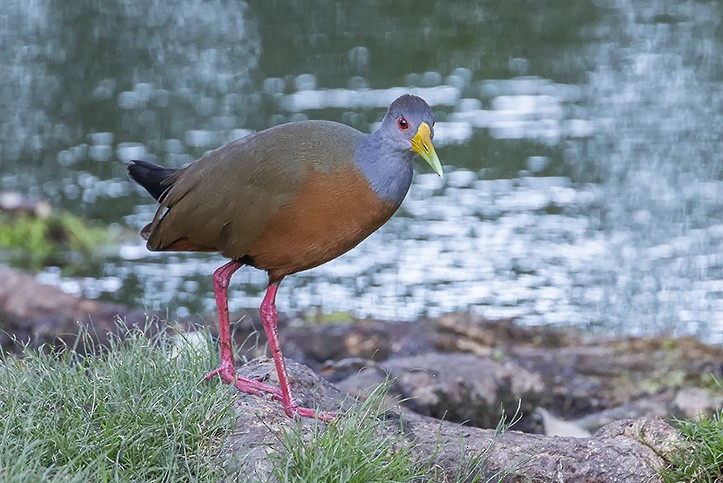 Gray-cowled Wood-Rail - ML638265417