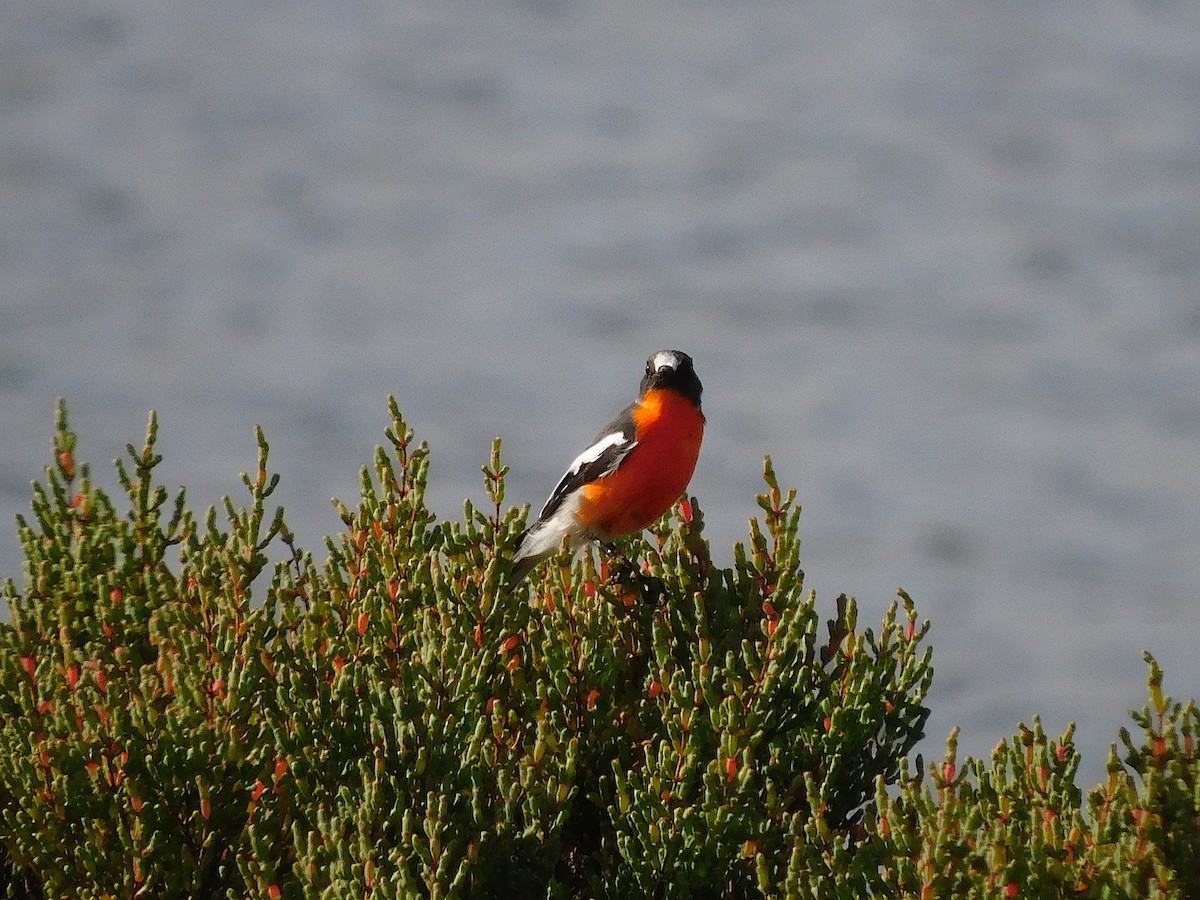Flame Robin - ML638265422