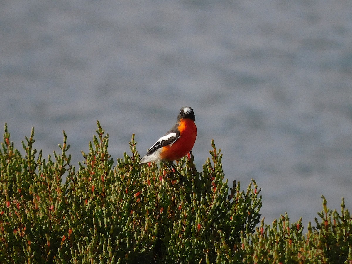 Flame Robin - ML638265423