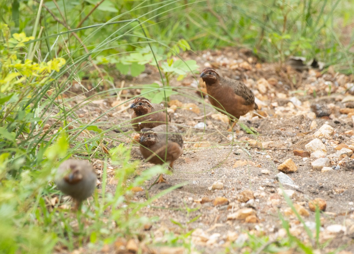 Jungle Bush-Quail - ML638265425