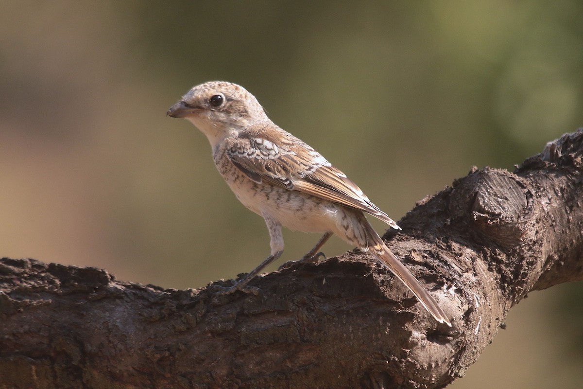 Woodchat Shrike - ML638265426