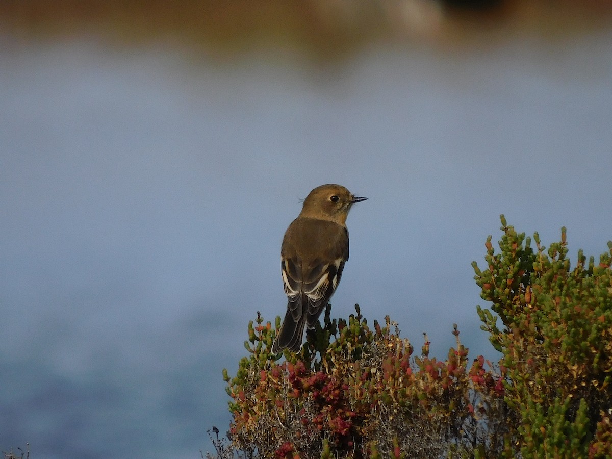 Flame Robin - ML638265448