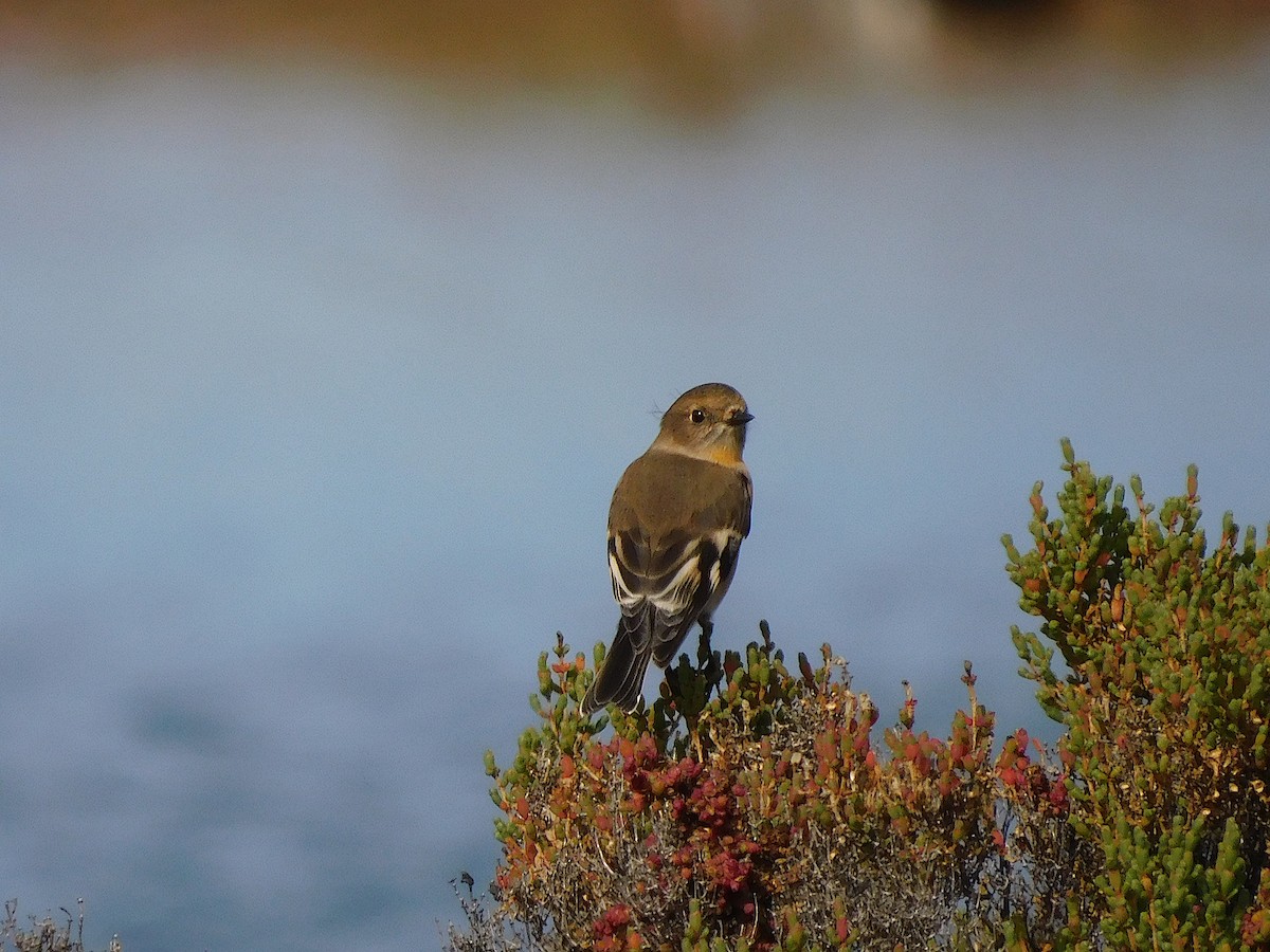Flame Robin - ML638265452