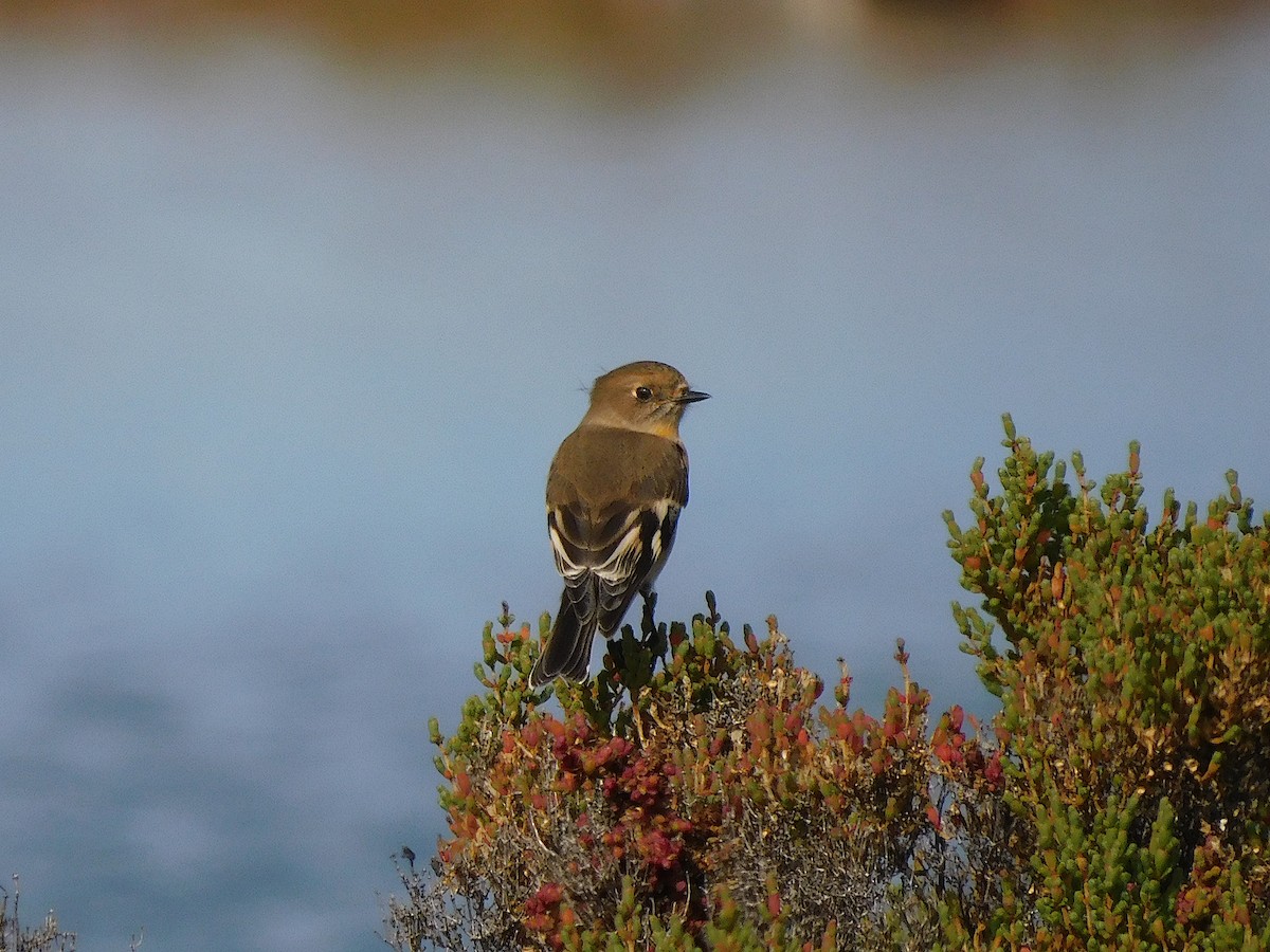 Flame Robin - ML638265453
