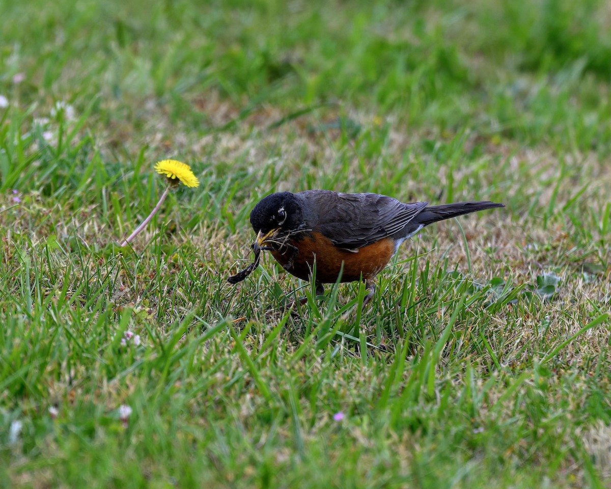 American Robin - ML638265455