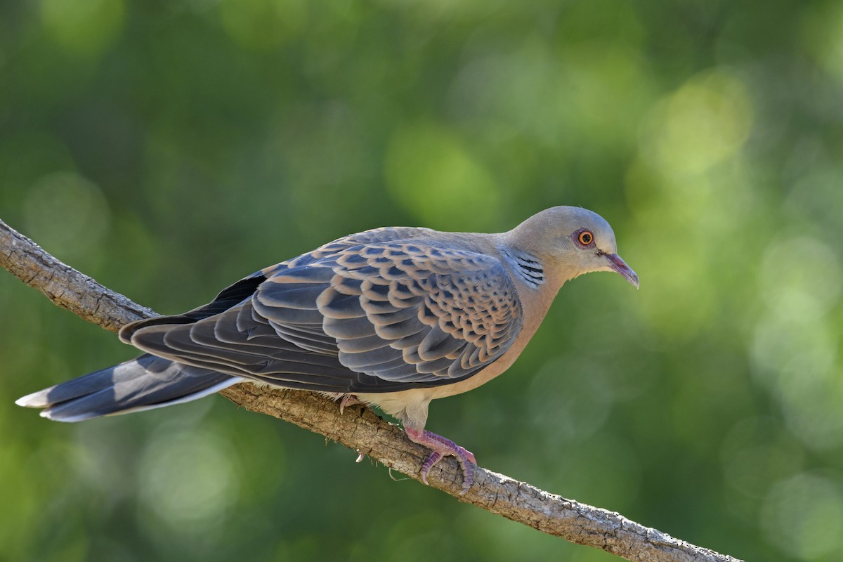 Oriental Turtle-Dove - ML638265457