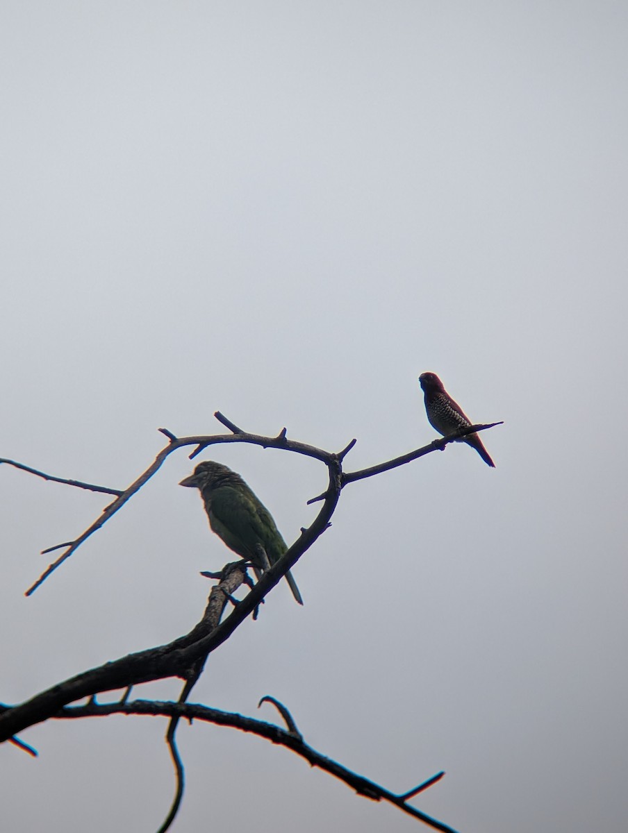 White-cheeked Barbet - ML638265459