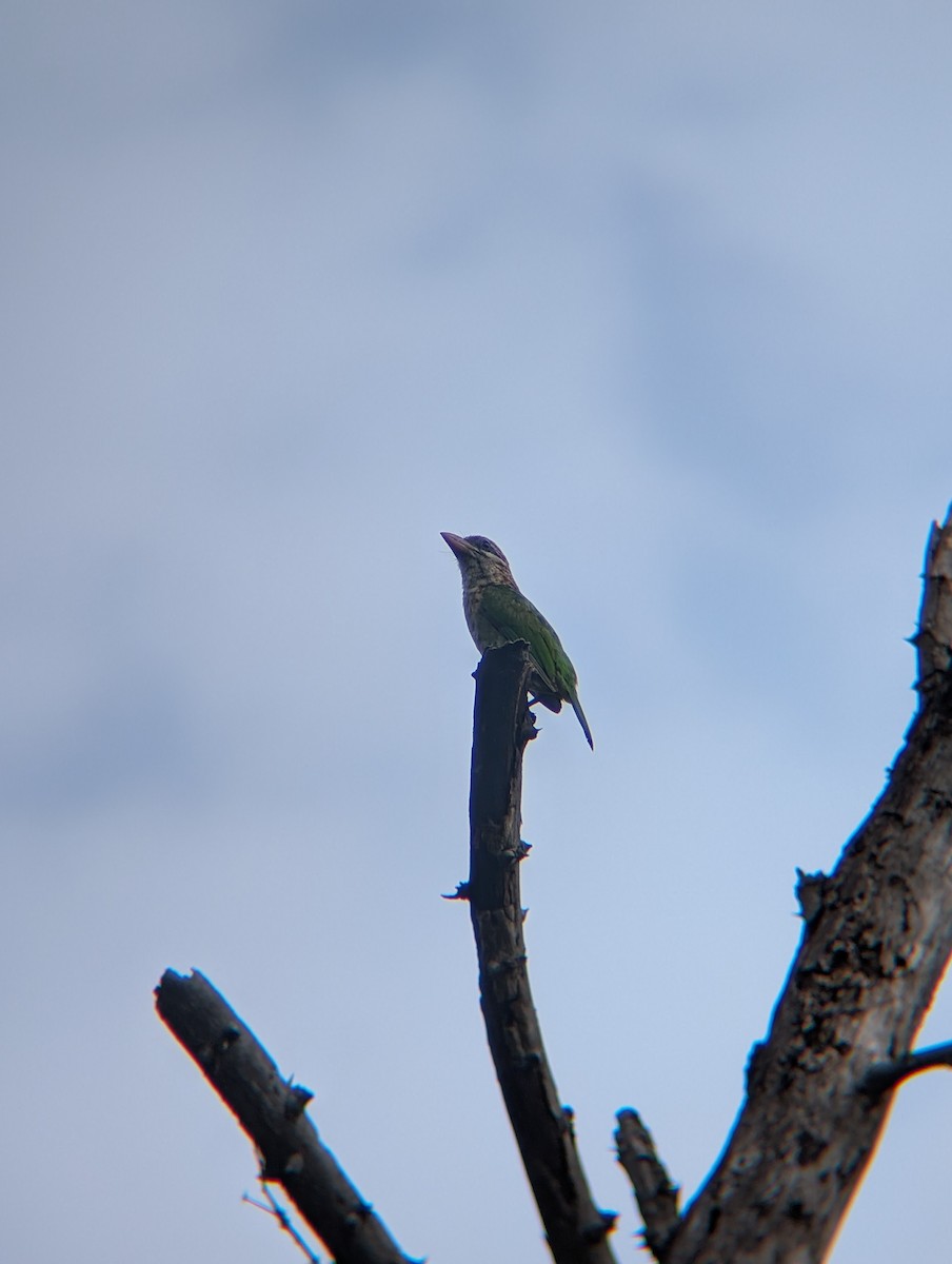 White-cheeked Barbet - ML638265460