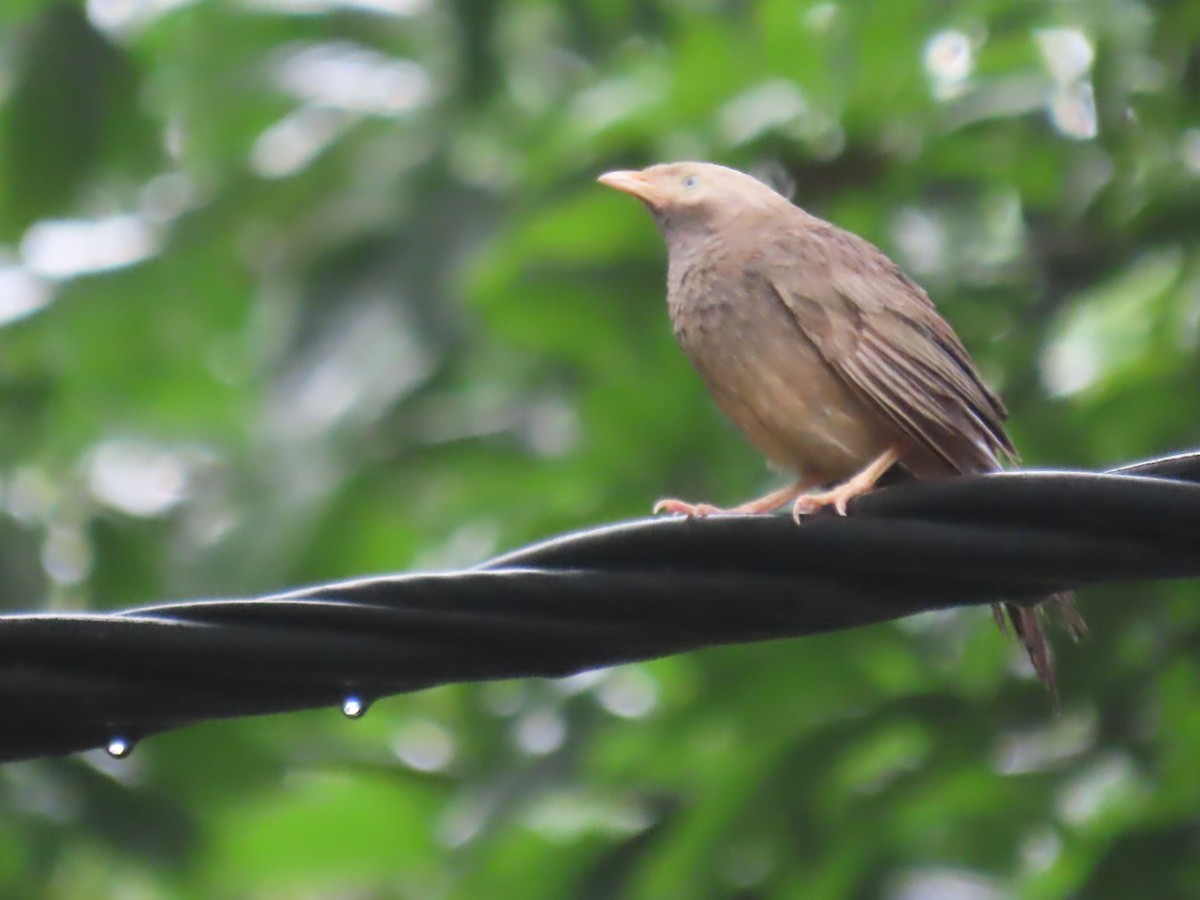 Yellow-billed Babbler - ML638265465