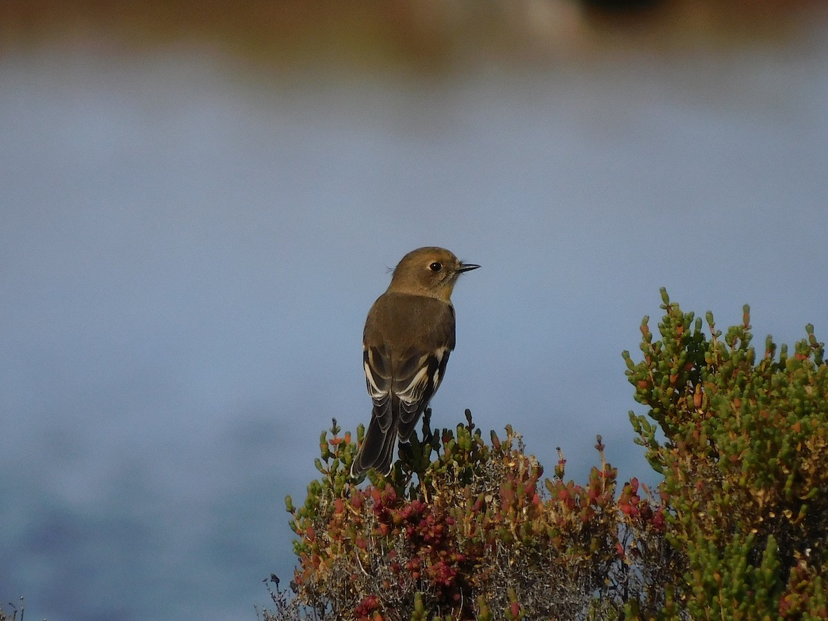 Flame Robin - ML638265466