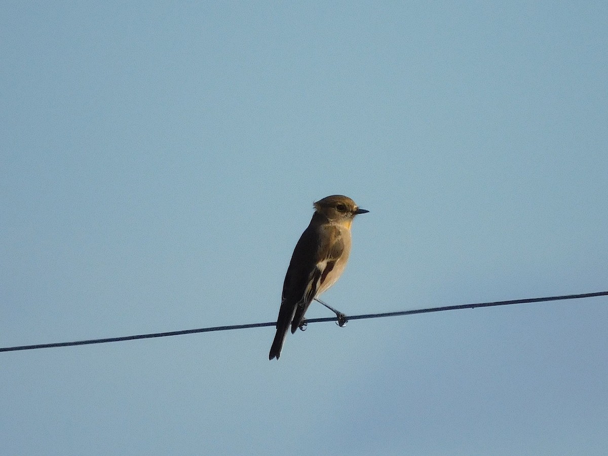 Flame Robin - ML638265468