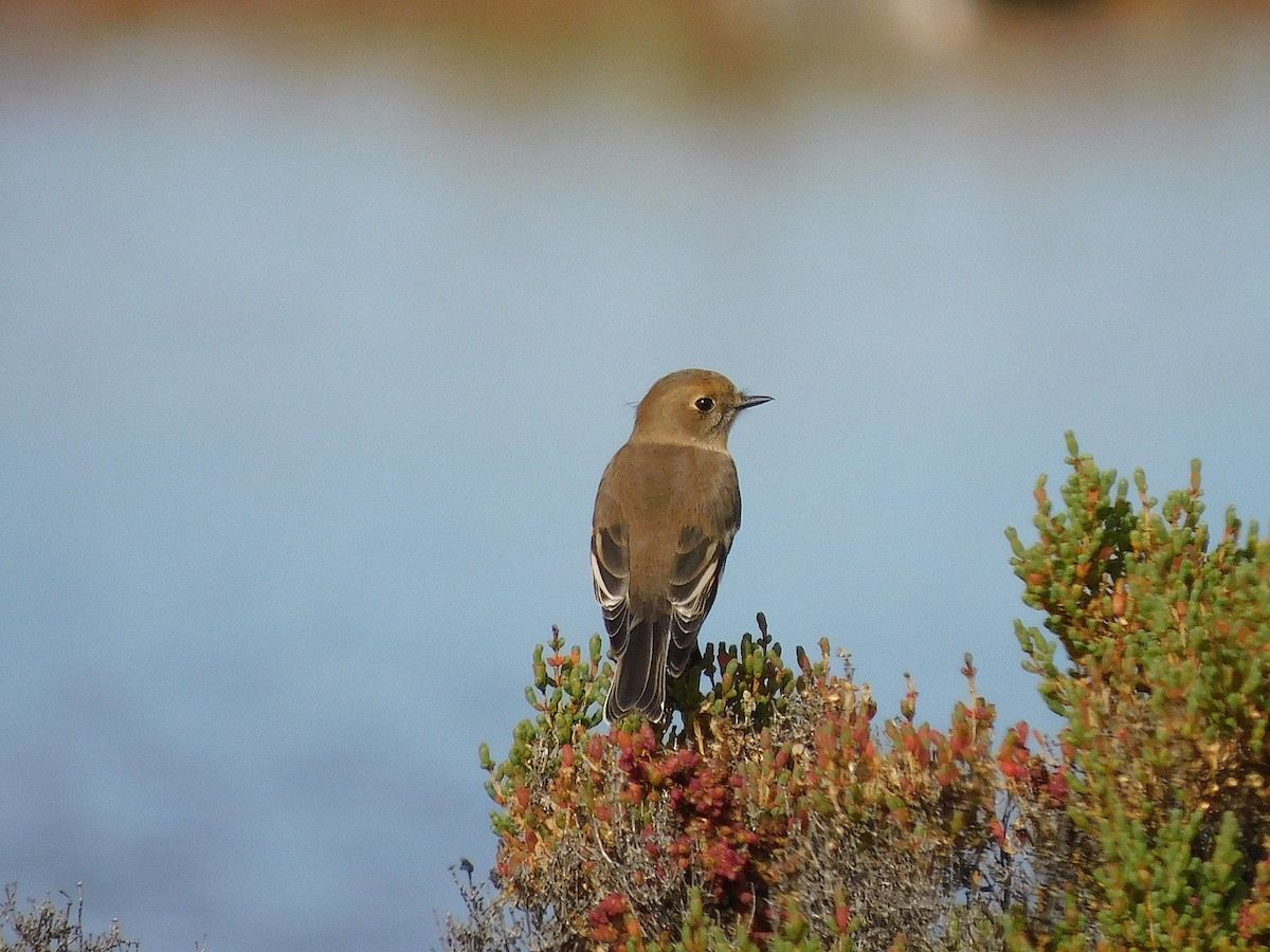 Flame Robin - ML638265469