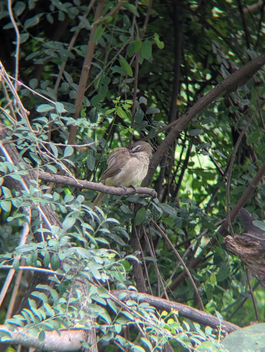 White-browed Bulbul - ML638265476