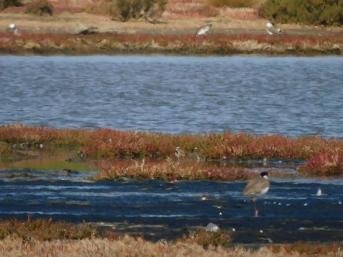 Black-fronted Dotterel - ML638265480