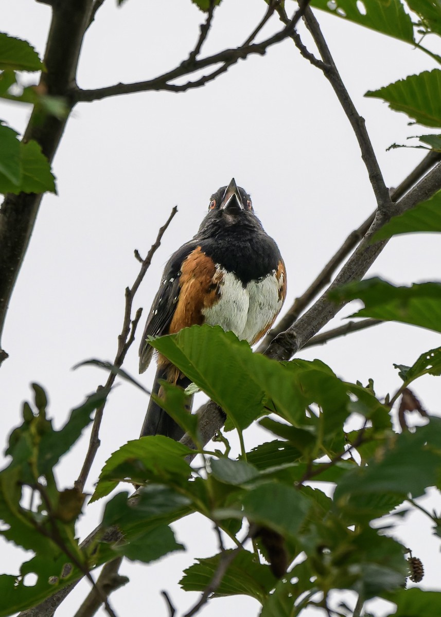 Spotted Towhee - ML638265482